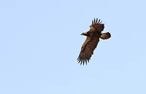 Eastern Imperial Eagle Prints: Keizerarend, Eastern Imperial Eagle, Aquila heliaca