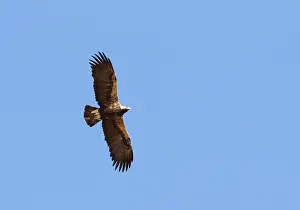 Eastern Imperial Eagle Prints: Keizerarend, Eastern Imperial Eagle, Aquila heliaca