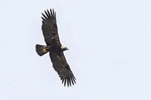 European Raptors Prints: Keizerarend, Eastern Imperial Eagle, Aquila heliaca