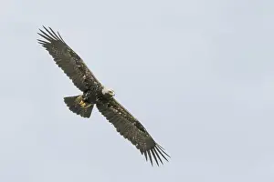 Eastern Imperial Eagle Prints: Keizerarend, Eastern Imperial Eagle, Aquila heliaca