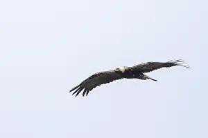 Hungarian Wildlife Photography Prints: Keizerarend, Eastern Imperial Eagle, Aquila heliaca