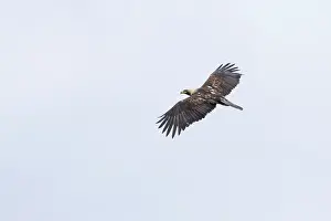European Eagle Species Prints: Keizerarend, Eastern Imperial Eagle, Aquila heliaca
