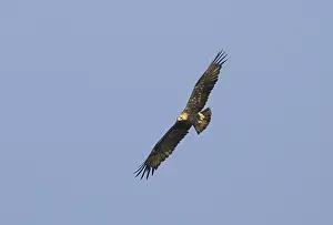 Print of Eastern Imperial Eagle in Flight