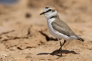 African Animal Photos Prints: Kentish Plover