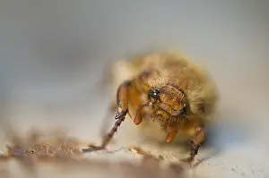 Close Up Insect Photos Prints: Kever, Beetle