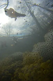 Agami's Frog Spawn Print