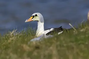 European Duck Species Prints: King Eider