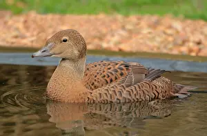 Captive Wildlife Photography Prints: King Eider, Somateria spectabilis