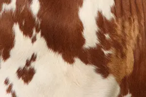 Mammal Images Prints: Koe, Cow