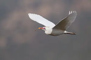 Bubulcus Ibis Prints: Koereiger, Cattle Egret, Bubulcus ibis