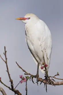 Bubulcus Ibis Prints: Koereiger, Cattle Egret, Bubulcus ibis