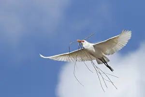 Bubulcus Ibis Prints: Koereiger, Cattle Egret, Bubulcus ibis