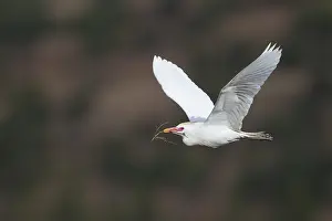 Bird Collecting Nesting Material Prints: Koereiger, Cattle Egret, Bubulcus ibis