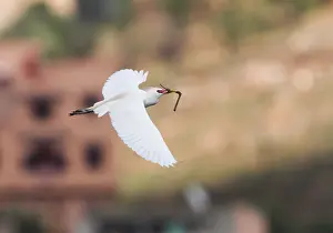 Flying Bird Images Prints: Koereiger, Cattle Egret, Bubulcus ibis