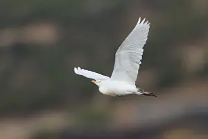 Bubulcus Ibis Prints: Koereiger, Cattle Egret, Bubulcus ibis