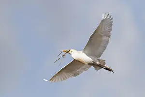 Bubulcus Ibis Prints: Koereiger, Cattle Egret, Bubulcus ibis
