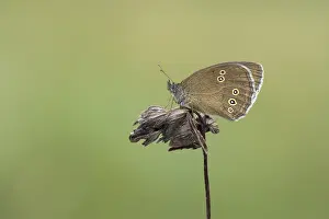 Aphantopus Hyperantus Prints: Koevinkje; Ringlet; Aphantopus hyperantus;