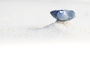 Dutch Coastline Landscape Prints: Kokkel Common Cockle, Cerastoderma edule