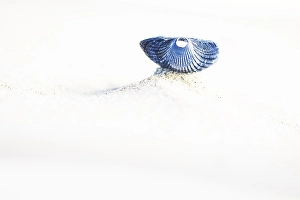 Dutch Coastline Landscape Prints: Kokkel Common Cockle, Cerastoderma edule