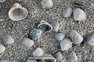Ocean Landscape Photography Prints: Kokkel Common Cockle, Cerastoderma edule