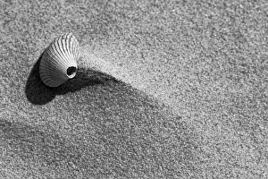 Dutch Beach Landscape Prints: Kokkel, Common Cockle, Cerastoderma edule