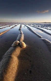 Dutch Coastal Landscape Prints: Kokkel Common Cockle, Cerastoderma edule