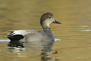Gadwall Bird Prints: Krakeend, Gadwall, Mareca strepera