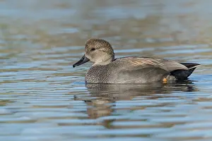 Gadwall Bird Prints: Krakeend, Gadwall, Mareca strepera