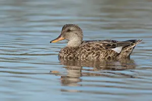 Gadwall Bird Prints: Krakeend, Gadwall, Mareca strepera