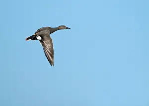 Gadwall Bird Prints: Krakeend, Gadwall, Mareca strepera
