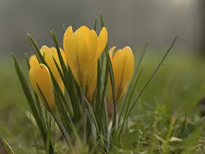 Framed Print : Crocus Bloeiende krokussen Print Framed Print : Crocus Bloeiende krokussen Print