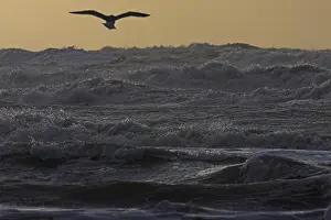 Dutch Coast Prints: Kust, Coast