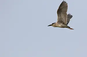 Agami Print of Nycticorax nycticorax