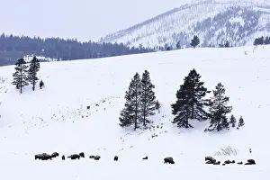 Wyoming National Park Prints: Lamar Valley