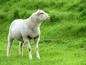 European Wild Sheep Prints: Lamb