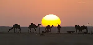Middle East Scenery Prints: Landscape Muntasar