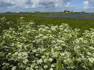 North Holland Landscapes Prints: Landscape at Texel