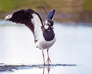 Lapwing Bird Prints: Lapwing; Vanellus vanellus