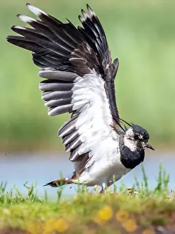 Lapwing Bird Prints: Lapwing; Vanellus vanellus