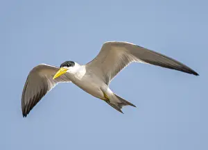 Blue Sky Bird Flight Prints: Large-billed Tern, Phaetusa simplex
