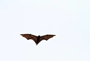 Large Flying Fox Print: Pteropus vampyrus in Flight over Sumatra