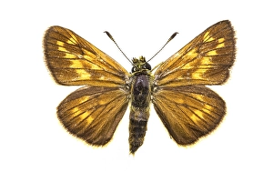 Ochlodes Sylvanus Prints: Large Skipper, Ochlodes sylvanus