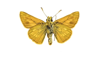 European Skipper Butterflies Prints: Large Skipper, Ochlodes sylvanus