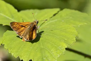 European Skipper Butterfly Prints: Large Skipper, Ochlodes sylvanus