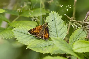 Large Skipper Print, Ochlodes sylvanus Butterfly Image