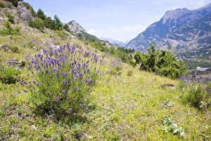 Lavender Fields In Europe Prints: Lavender, Lavendula
