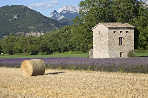 Lavender Field In France Prints: Lavenderfield