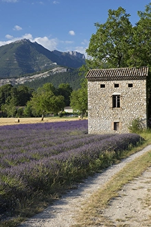 Lavender Field In France Prints: Lavenderfield