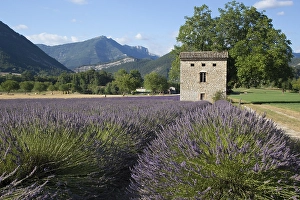 Provence Lavender Landscape Prints: Lavenderfield
