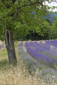 French Countryside Scenic Views Prints: Lavenderfield